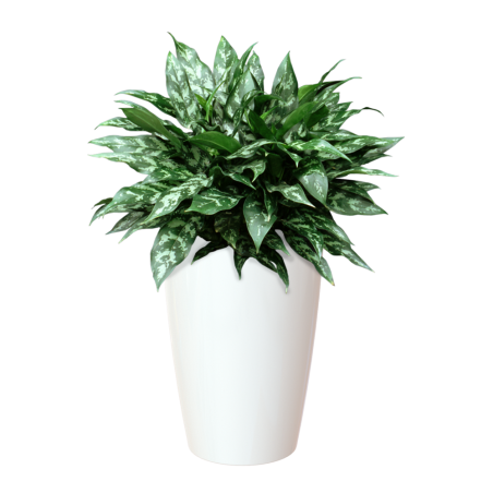 CUBRE SANTORINI BLANCO