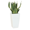 CUBRE PISA BLANCO