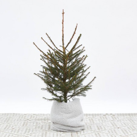 ABETO NATURAL PICEA EXCELSA ENRAIZADA