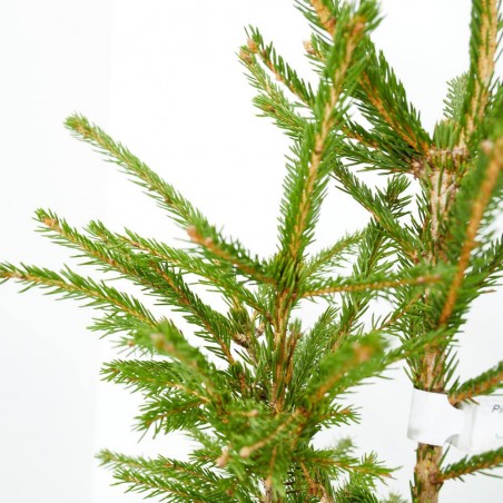 ABETO NATURAL PICEA EXCELSA ENRAIZADA