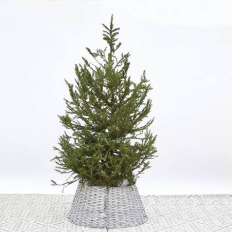 ABETO NATURAL PICEA EXCELSA ENRAIZADA