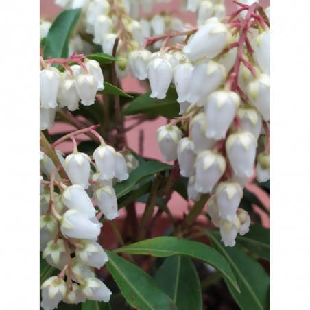 PIERIS VARIEDADES