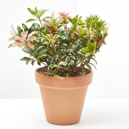 PIERIS VARIEDADES