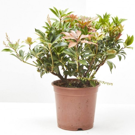 PIERIS VARIEDADES