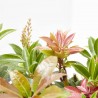 PIERIS VARIEDADES