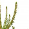 ABETO NATURAL PICEA EXCELSA REPICADO