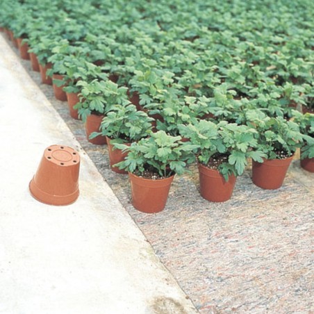 MACETA TRANSPLANTE