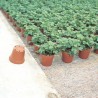 MACETA TRANSPLANTE
