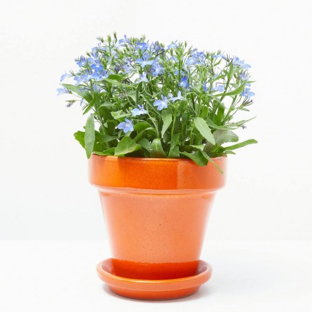 LOBELIA