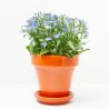 LOBELIA