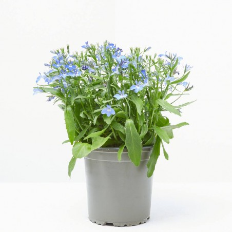 LOBELIA