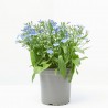 LOBELIA