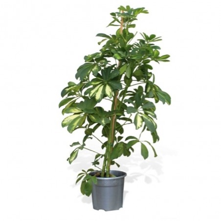 SCHEFFLERA GOLD