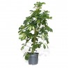SCHEFFLERA GOLD