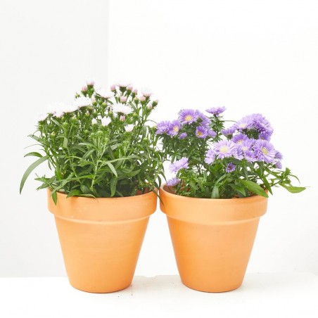 MARGARITA ASTER