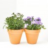 MARGARITA ASTER