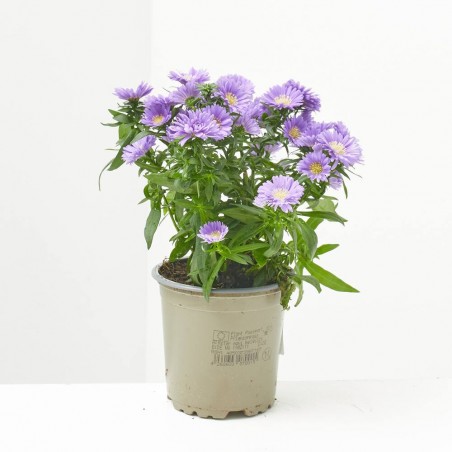 MARGARITA ASTER