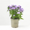 MARGARITA ASTER
