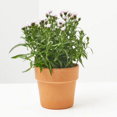 MARGARITA ASTER