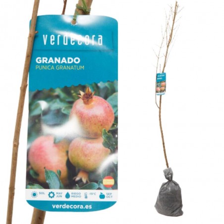GRANADO VARIEDADES