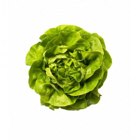 LECHUGA TROCADERO EN MACETA