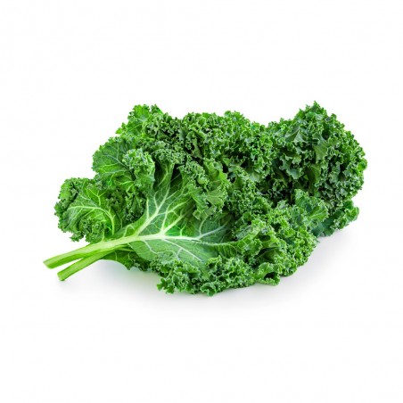 COL KALE EN MACETA