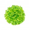 LECHUGA BATAVIA EN MACETA