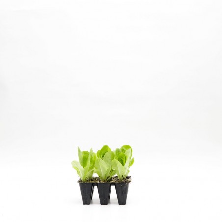 LECHUGA COGOLLO EN MACETA
