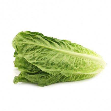 LECHUGA ROMANA EN MACETA