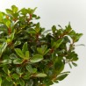 ESCALONIA