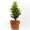 BOJ SEMPERVIRENS SUFRUTICOSA