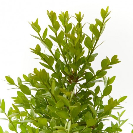 BOJ SEMPERVIRENS SUFRUTICOSA
