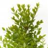BOJ SEMPERVIRENS SUFRUTICOSA