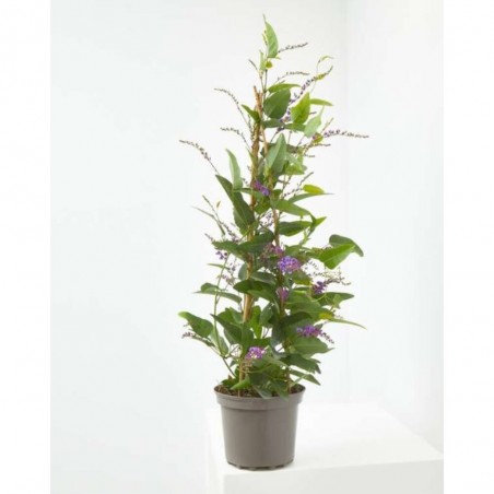HARDENBERGIA