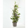 HARDENBERGIA