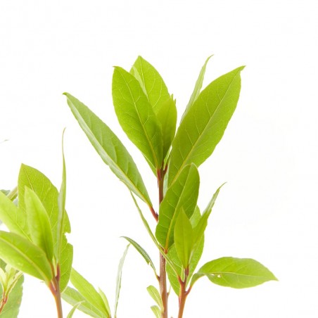 LAUREL
