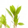 LAUREL
