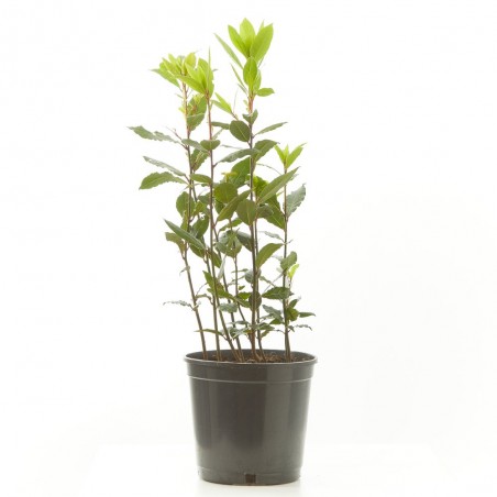 LAUREL
