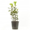 LAUREL