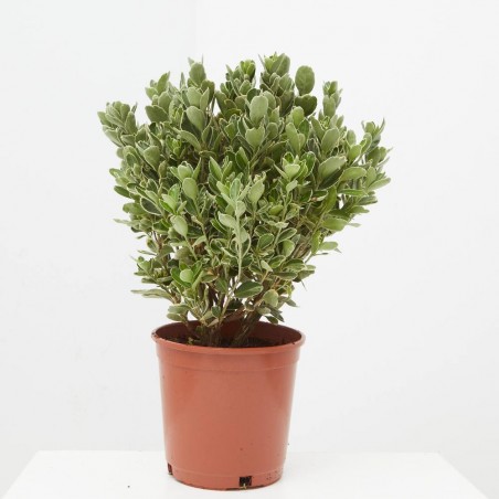 EVONIMUS JAPONICUS