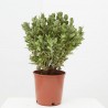 EVONIMUS JAPONICUS