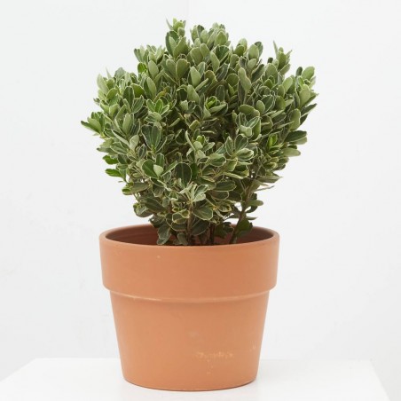 EVONIMUS JAPONICUS