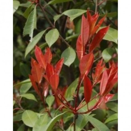 PHOTINIA ENANA