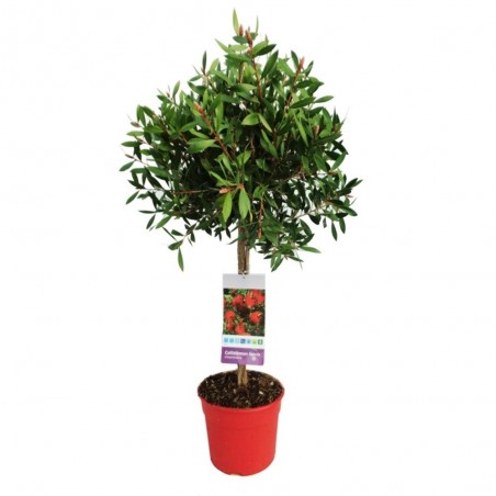 CALLISTEMON COPA