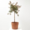 CALLISTEMON COPA