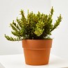 EVONIMUS MICROPHYLLUS