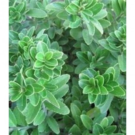 EVONIMUS MICROPHYLLUS