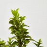 EVONIMUS MICROPHYLLUS