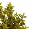 EVONIMUS MICROPHYLLUS