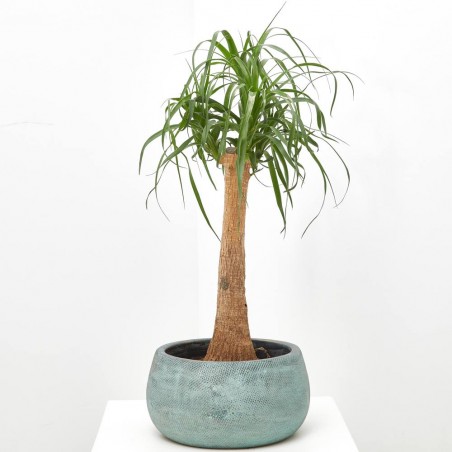 BEAUCARNEA RECTA